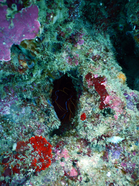 PuertoGalera Feb20 1586.jpg