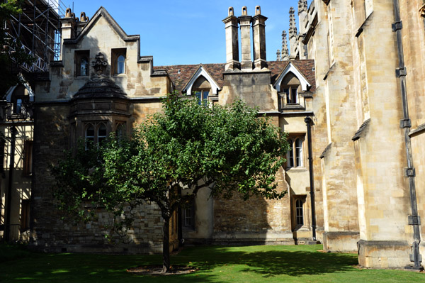 Newton's Apple Tree, Trinity College