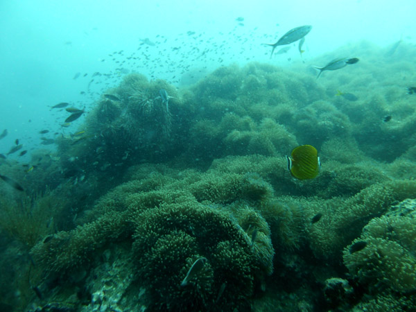 DiveSamui Mar18 013.jpg