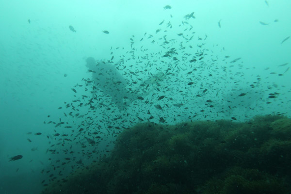 DiveSamui Mar18 016.jpg