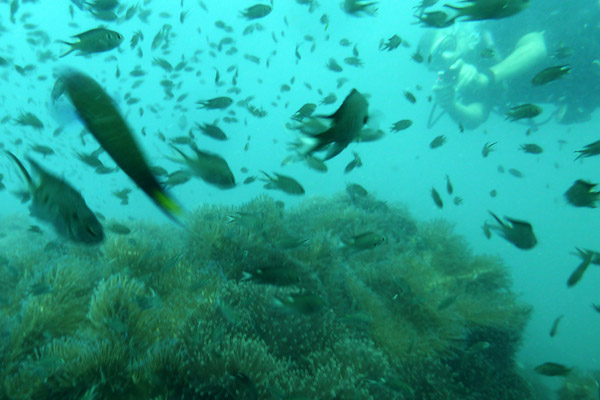 DiveSamui Mar18 021.jpg