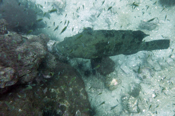 DiveSamui Mar18 028.jpg
