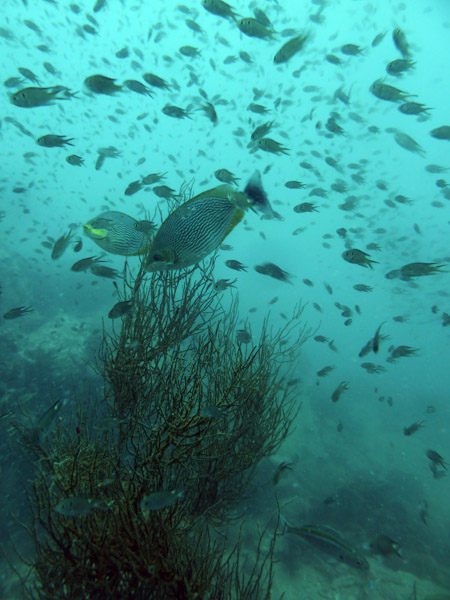 DiveSamui Mar18 044.jpg