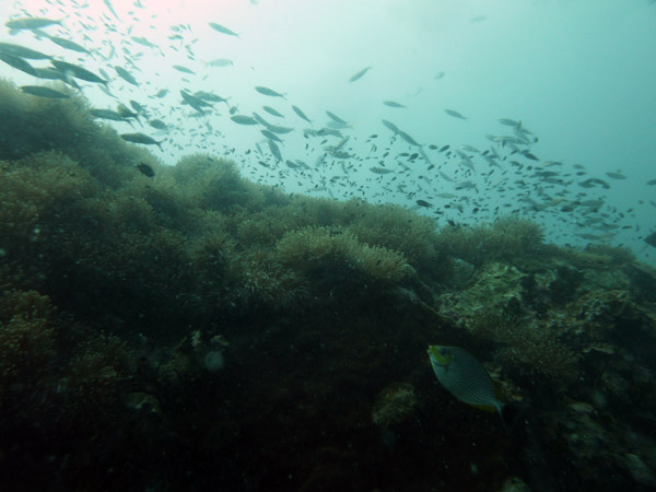 DiveSamui Mar18 054.jpg