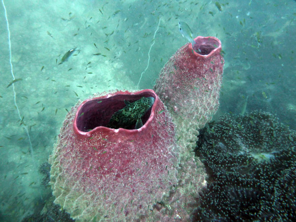 DiveSamui Mar18 056.jpg