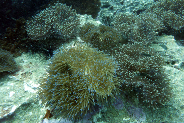 DiveSamui Mar18 065.jpg