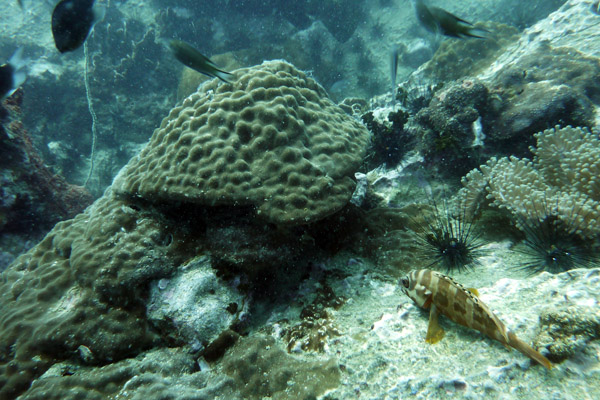 DiveSamui Mar18 066.jpg