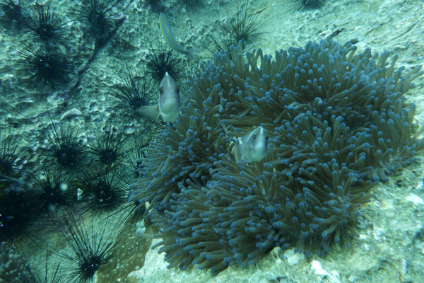 DiveSamui Mar18 067.jpg