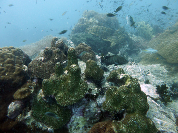 DiveSamui Mar18 069.jpg