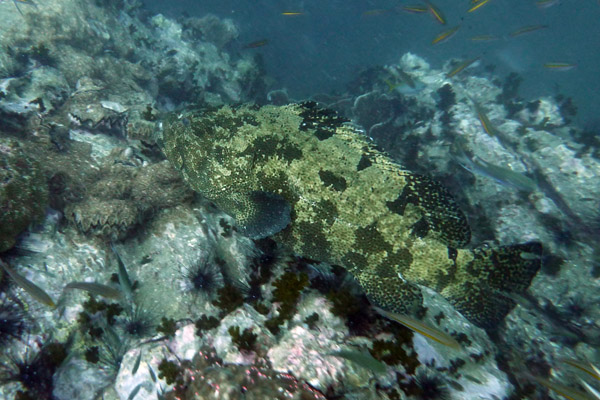 DiveSamui Mar18 077.jpg