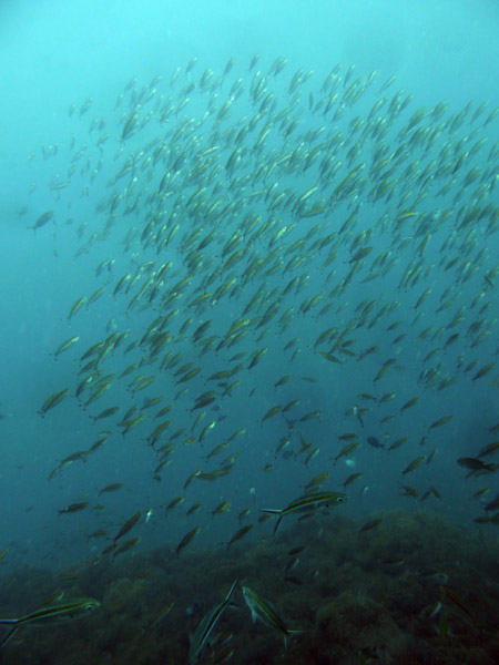 DiveSamui Mar18 085.jpg