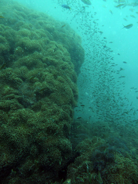 DiveSamui Mar18 092.jpg