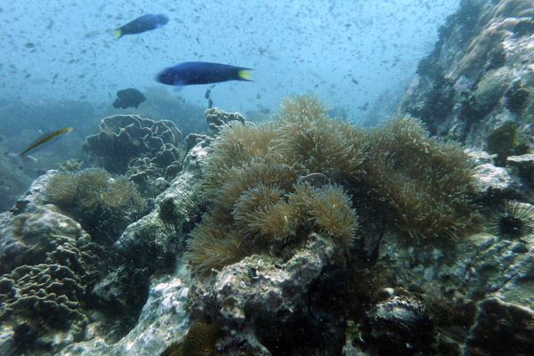 DiveSamui Mar18 101.jpg