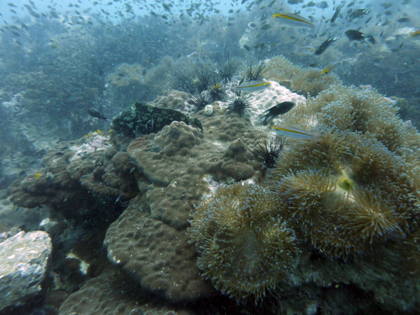 DiveSamui Mar18 102.jpg