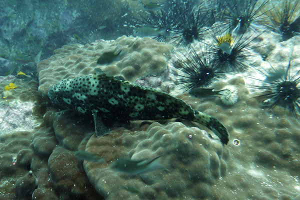 DiveSamui Mar18 103.jpg