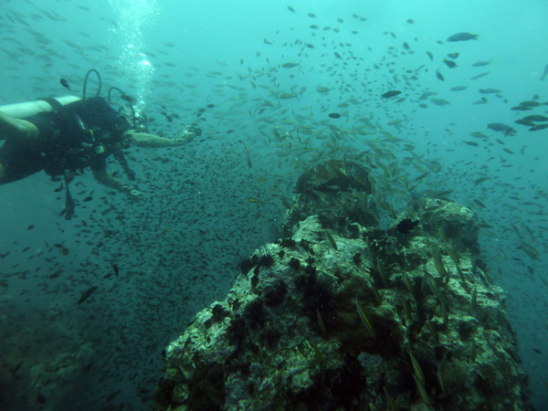 DiveSamui Mar18 104.jpg