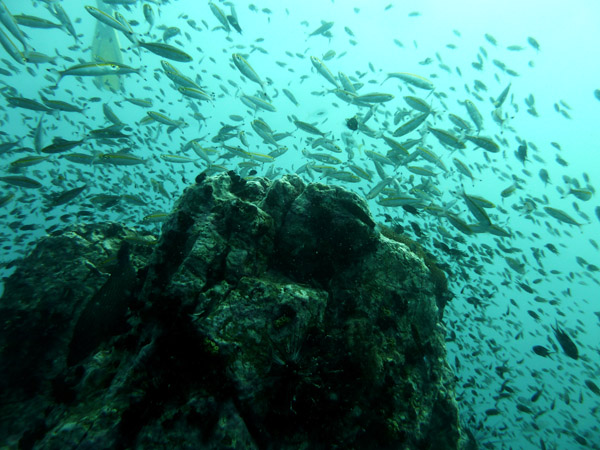 DiveSamui Mar18 111.jpg