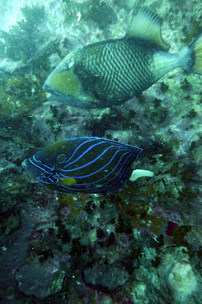 DiveSamui Mar18 119.jpg