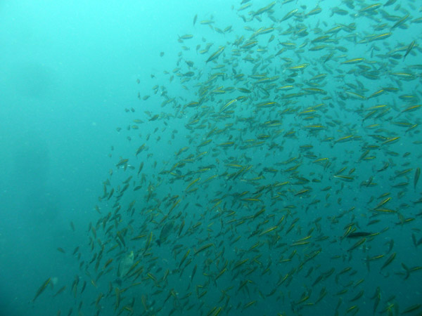 DiveSamui Mar18 125.jpg