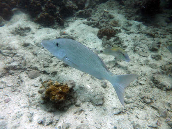 DiveSamui Mar18 191.jpg