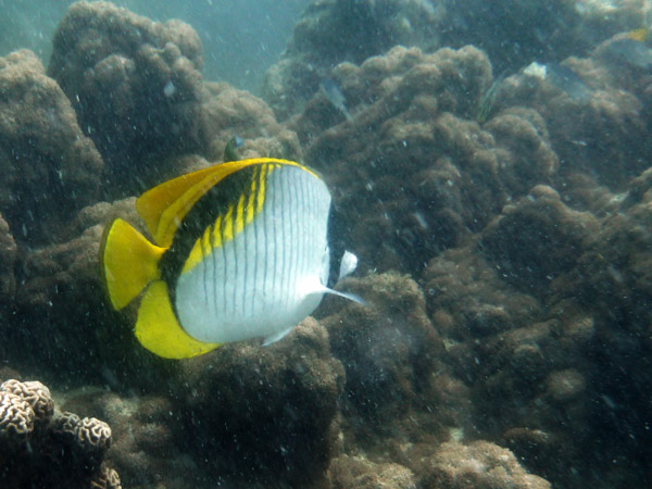 DiveSamui Mar18 198.jpg