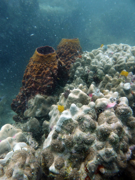 DiveSamui Mar18 205.jpg