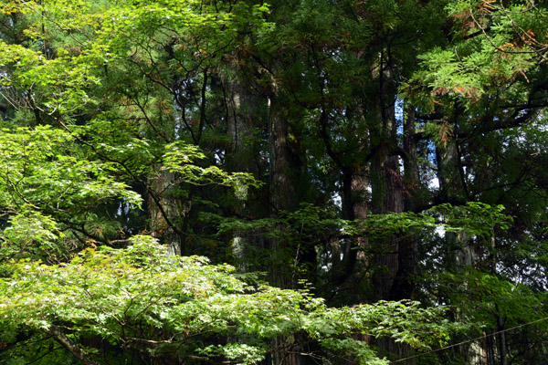 Nikko Oct17 273.jpg