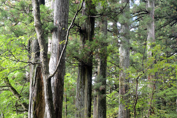 Nikko Oct17 280.jpg