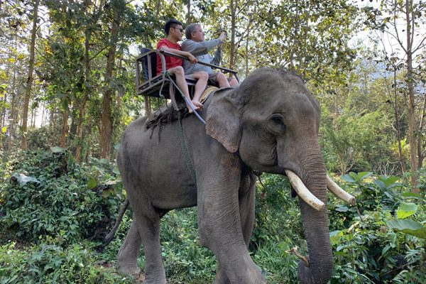 Lao Elephant Camp