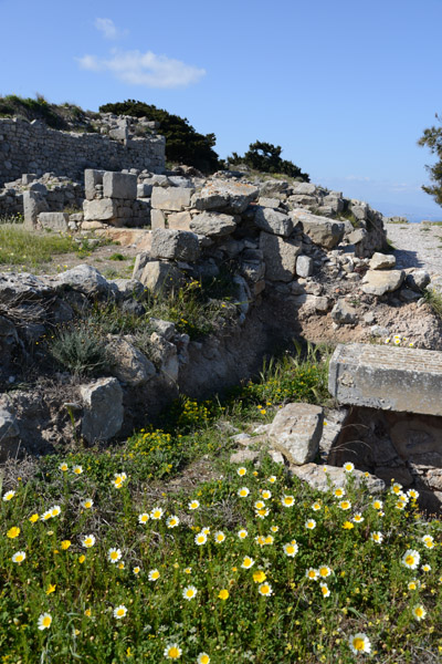 Flowers among the ruins, Ancient Thera