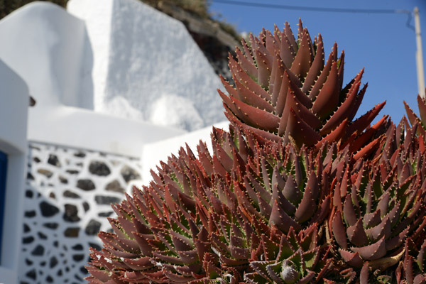 Cactus on Santorini