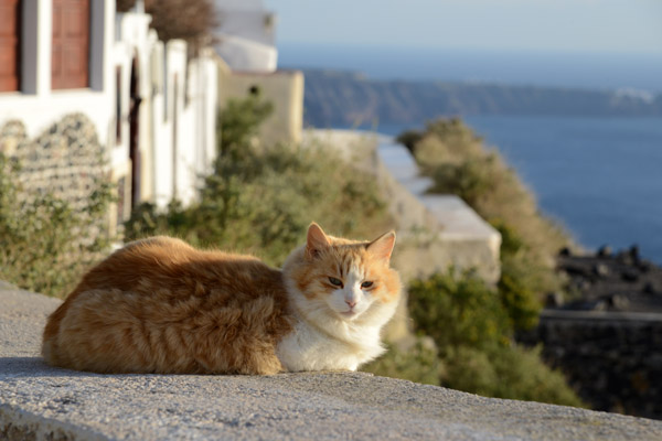 Santorini cat, Firostefani