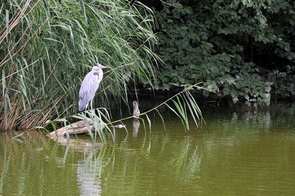 Heron by a pond, Wiener Prater