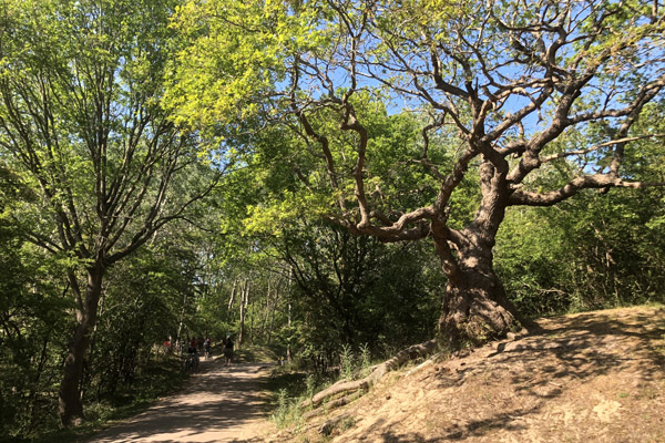 Nationaal Park Zuid-Kennemerland, Bloemendaal aan Zee