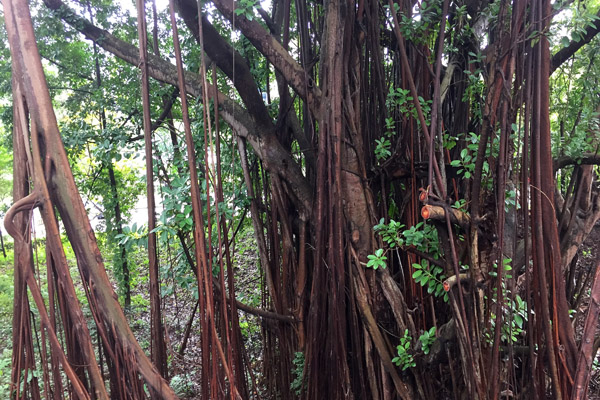 Fort Canning Park