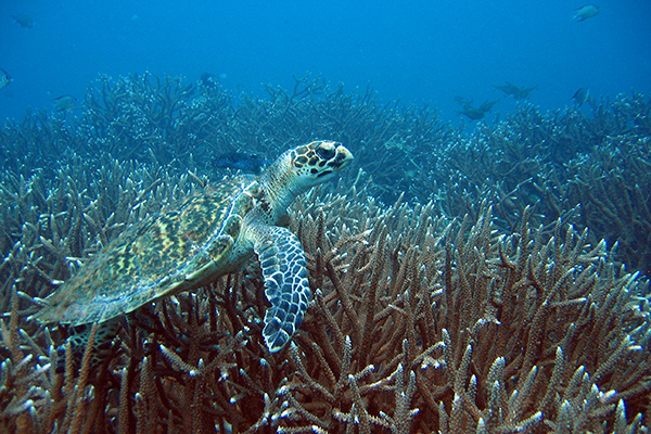 Andaman Sea Diving