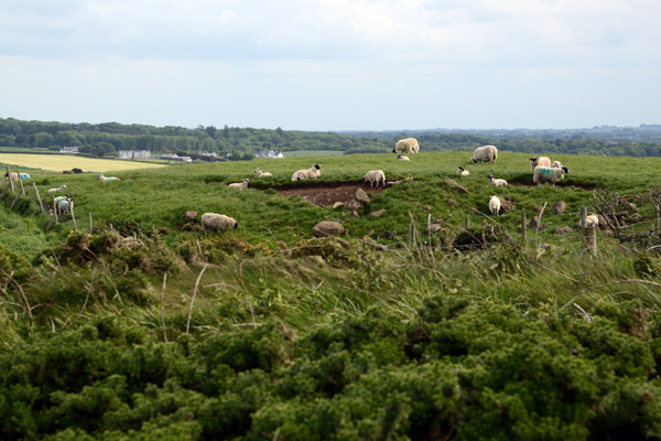 Sheep grazing in the fields just beyond the fence, Giant's Causeway