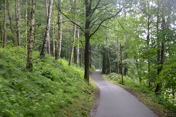 Elberadweg passing through woodlands on the Left Bank of the river