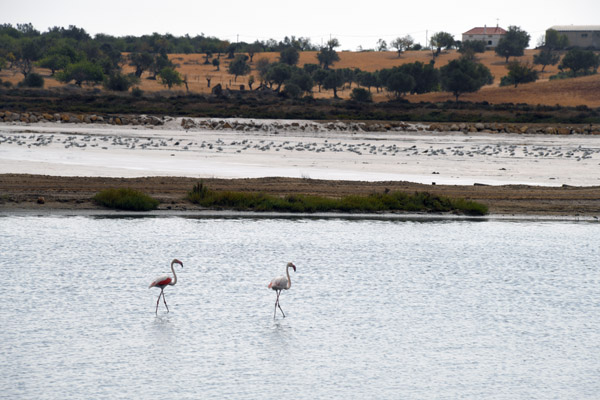 Algarve Sep20 2593.jpg
