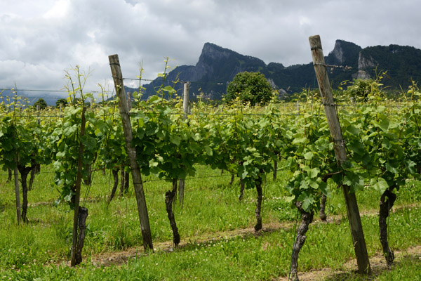 Vineyards between Maienfeld and Flsch