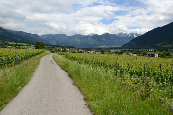 Road through the vineyards between Maienfeld and Flsch