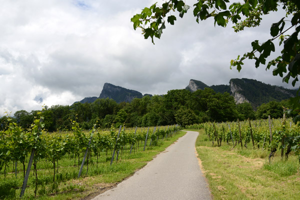 Road through the vineyards between Maienfeld and Flsch