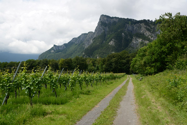 Flsch vineyards Mazorakopf, which forms the border with Liechtenstein