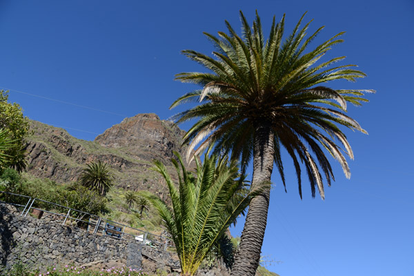 Palm Tree, Masca, Tenerife