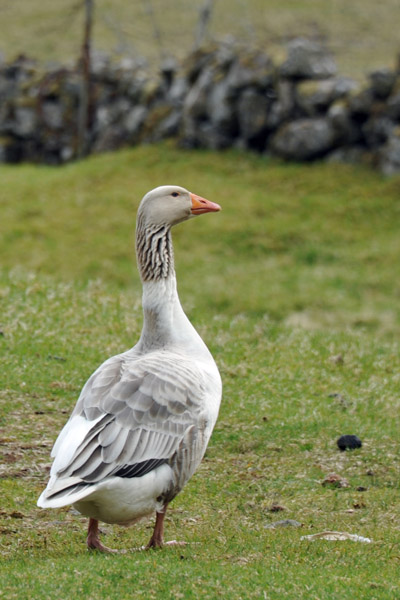 Greyling Goose (Anser anser), Faroe Islands