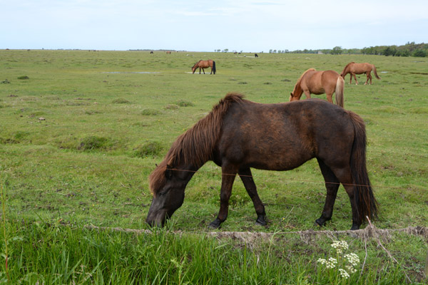 Horses grazing on the Rnnerne salt marshes next to the Ls salt works