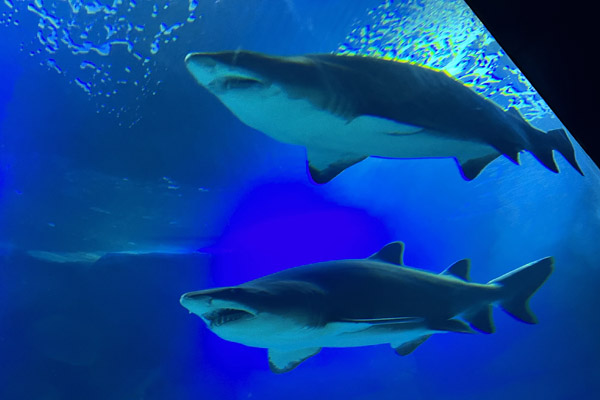 Jeddah Aquarium