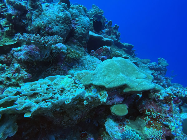 Maldives Feb22 1104.jpg