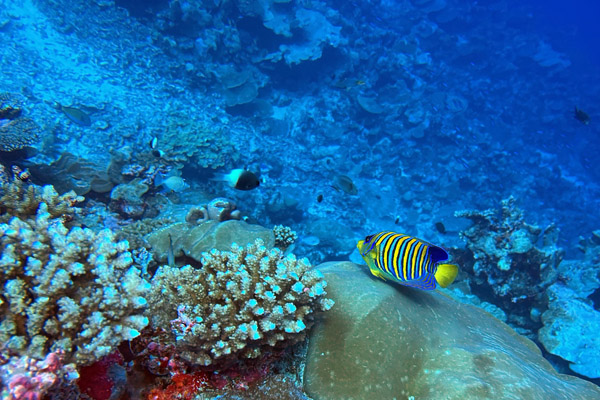Maldives Feb22 1119.jpg