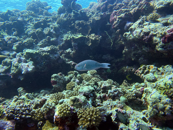 Maldives Feb22 1200.jpg